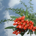Le plus grand goji chinois sauvage Goji Berries Organic Green Food certifié